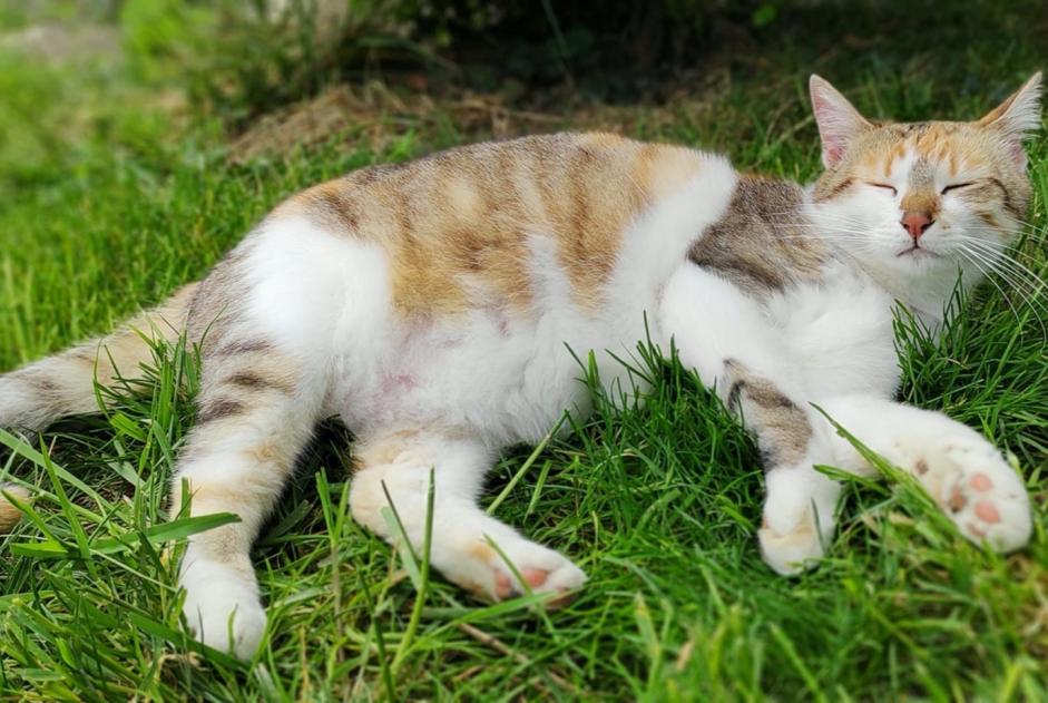 Avviso scomparsa Gatto  Femmina , 3 anni Nonette-Orsonnette Francia