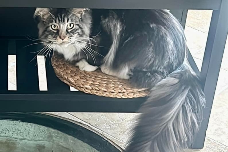 Avviso scomparsa Gatto  Maschio , 1 anni Alixan Francia