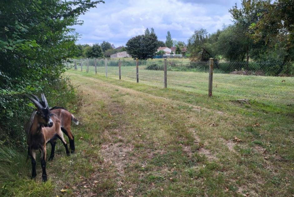 Avviso Ritrovamento Capra Non conosciuta Villemort Francia