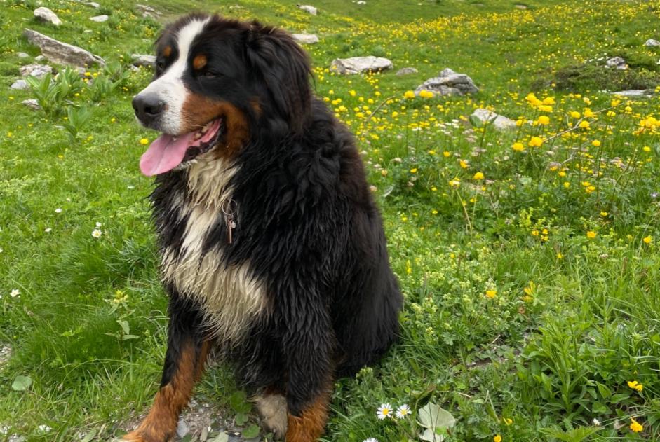 Avviso scomparsa Cane  Maschio , 6 anni Crans-Montana Svizzera