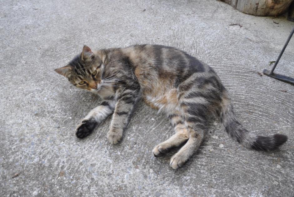 Avviso scomparsa Gatto Maschio , 12 anni Blonay - Saint-Légier Svizzera