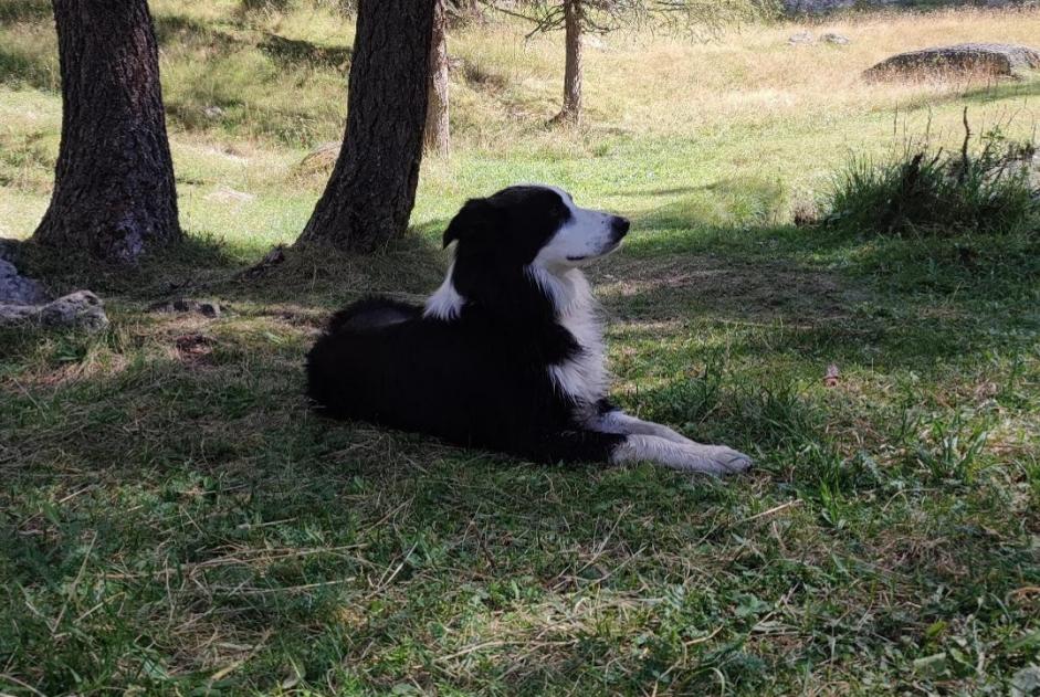 Avviso scomparsa Cane  Maschio , 3 anni Notre-Dame-des-Landes Francia