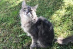 Avviso scomparsa Gatto incrocio di razze Femmina , 7 anni Montreux Svizzera