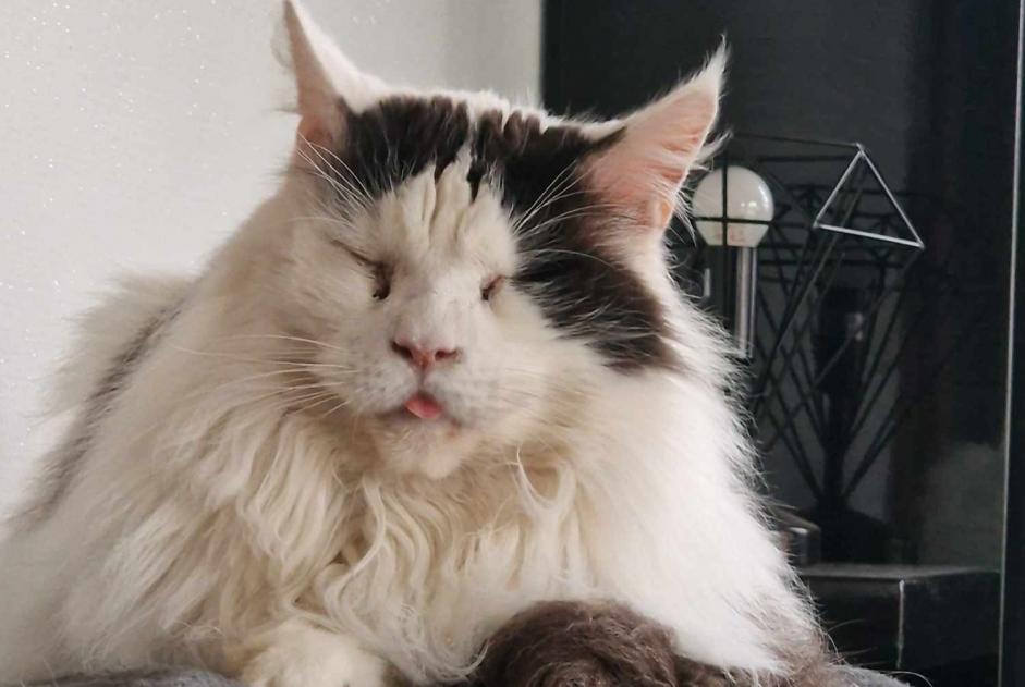 Avviso scomparsa Gatto  Maschio , 2 anni Tintigny Belgio