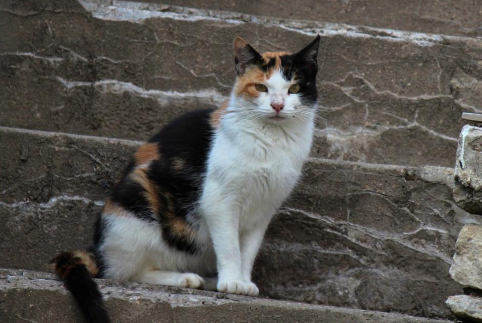 Avviso Ritrovamento Gatto Non conosciuta , 3 anni Creutzwald Francia