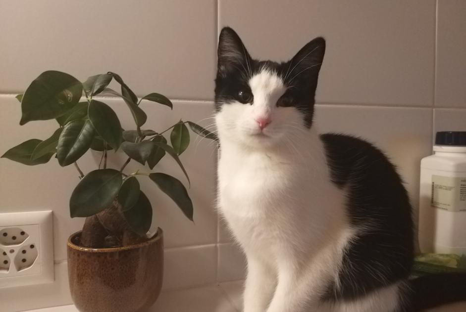 Avviso scomparsa Gatto Femmina , 3 anni Forel (Lavaux) Svizzera