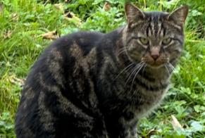 Avviso Ritrovamento Gatto Non conosciuta Savigny Svizzera