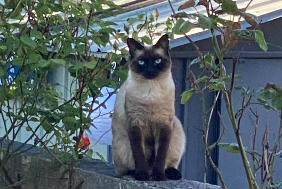 Avviso scomparsa Gatto  Femmina , 4 anni Bordeaux Francia