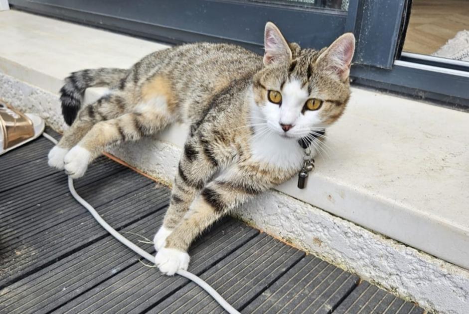 Avviso scomparsa Gatto  Femmina , 1 anni Brens Francia