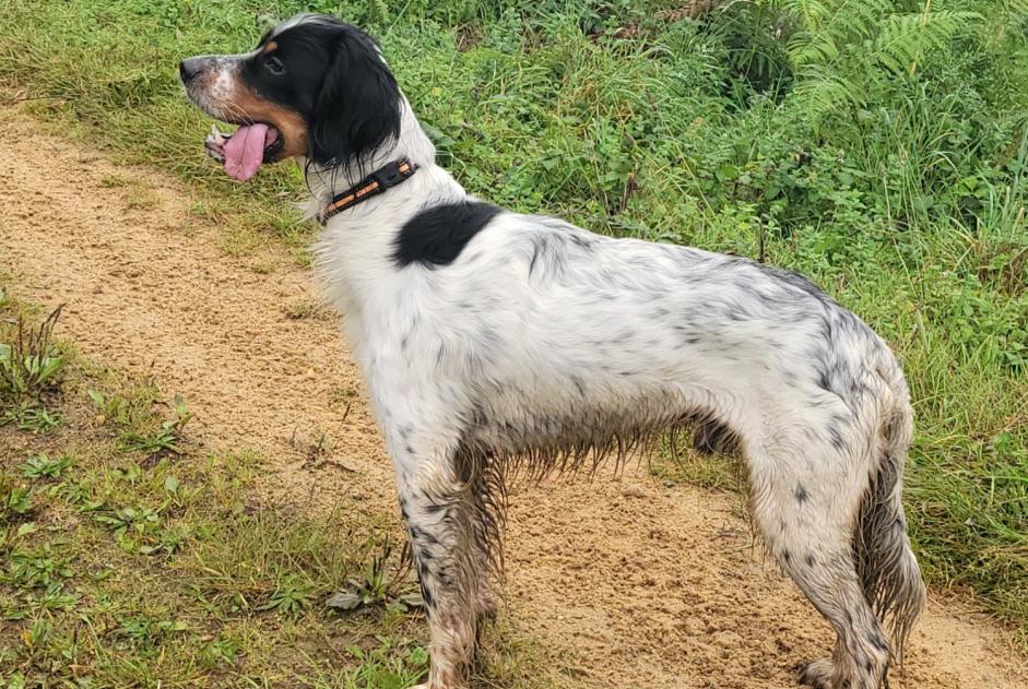 Avviso scomparsa Cane  Maschio , 2 anni Arcisses Francia