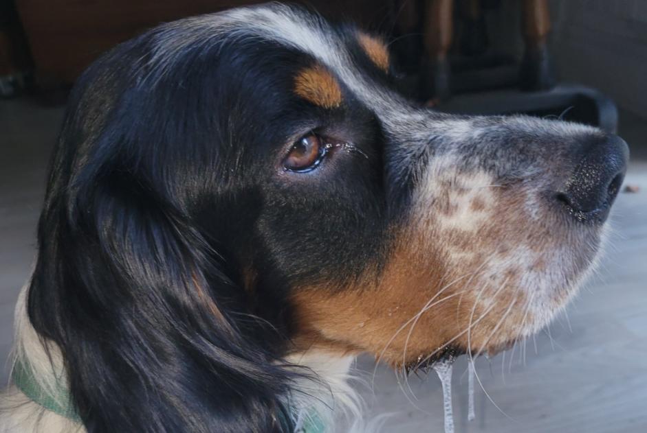 Avviso scomparsa Cane  Maschio , 2 anni Arcisses Francia