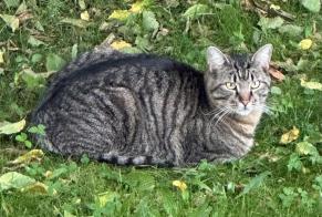 Avviso scomparsa Gatto Maschio , 3 anni Givisiez Svizzera