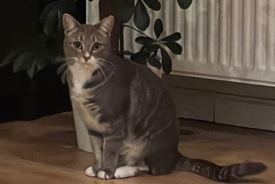 Avviso scomparsa Gatto  Femmina , 2 anni Nivelles Belgio