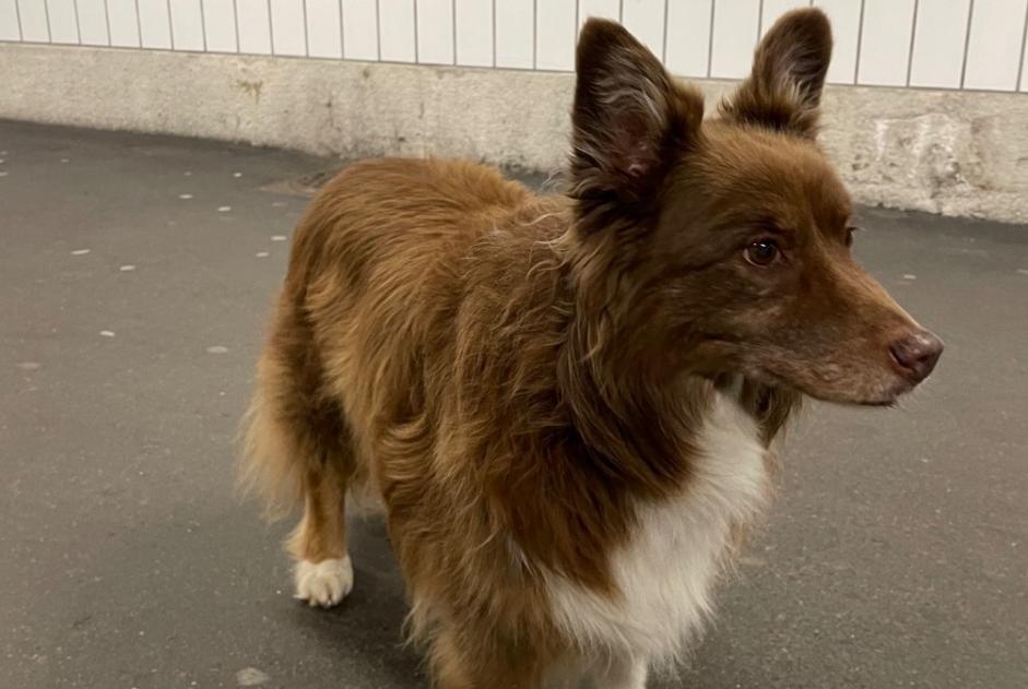 Avviso Ritrovamento Cane  Non conosciuta Neuchâtel Svizzera