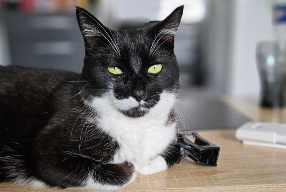 Avviso scomparsa Gatto Maschio , 6 anni Montferrier-sur-Lez Francia