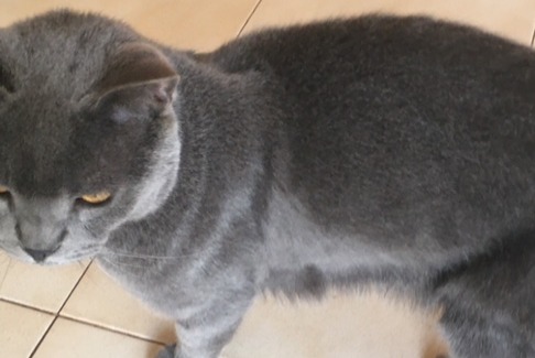 Avviso scomparsa Gatto  Maschio , 5 anni Carouge Svizzera