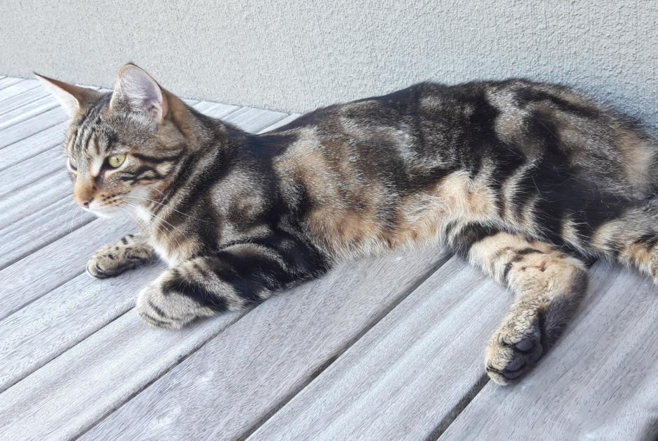 Avviso scomparsa Gatto Maschio , 2 anni Estavayer Svizzera