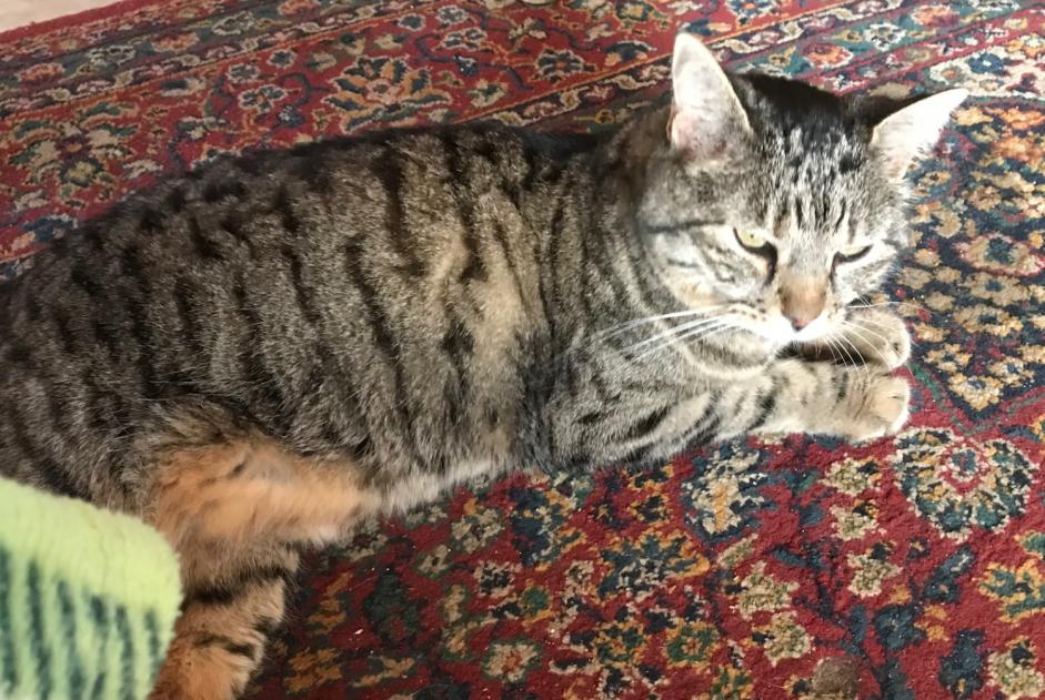 Avviso scomparsa Gatto incrocio di razze Femmina , 14 anni Chalais Svizzera