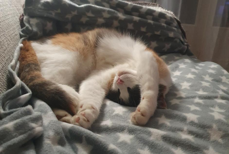 Avviso scomparsa Gatto Femmina , 4 anni Lausanne Svizzera