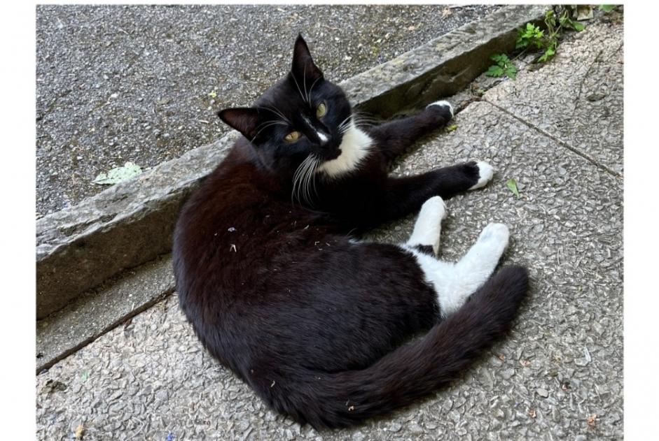 Avviso scomparsa Gatto incrocio di razze Maschio , 4 anni Lausanne Svizzera