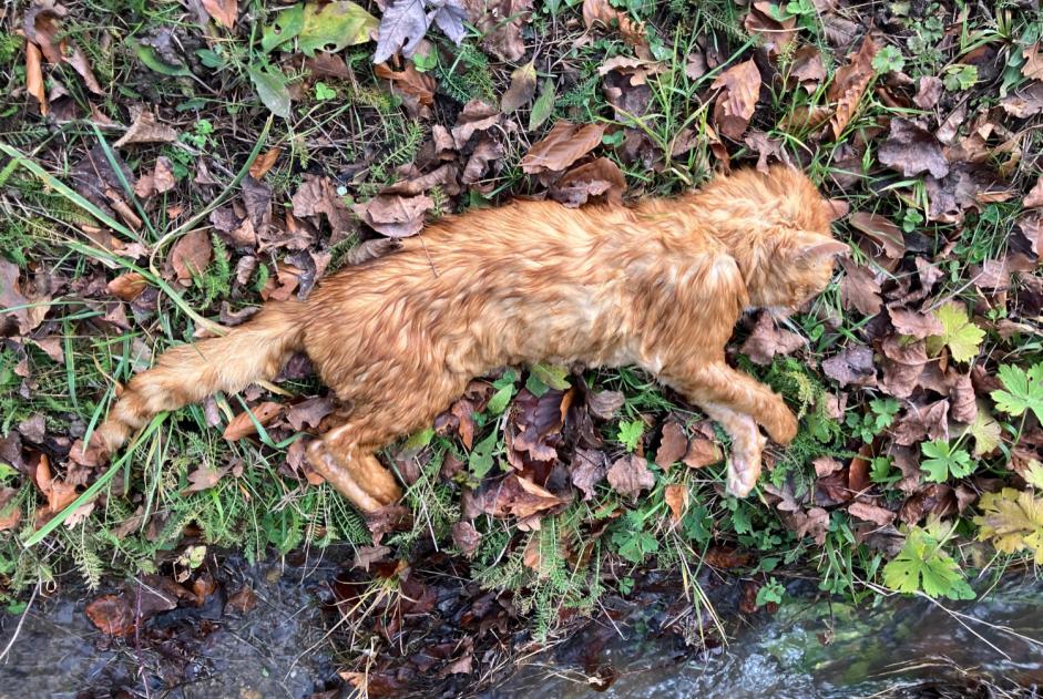 Avviso Ritrovamento Gatto Non conosciuta Tannay Svizzera