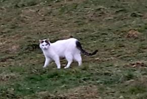 Avviso Ritrovamento Gatto incrocio di razze Maschio Le Landeron Svizzera