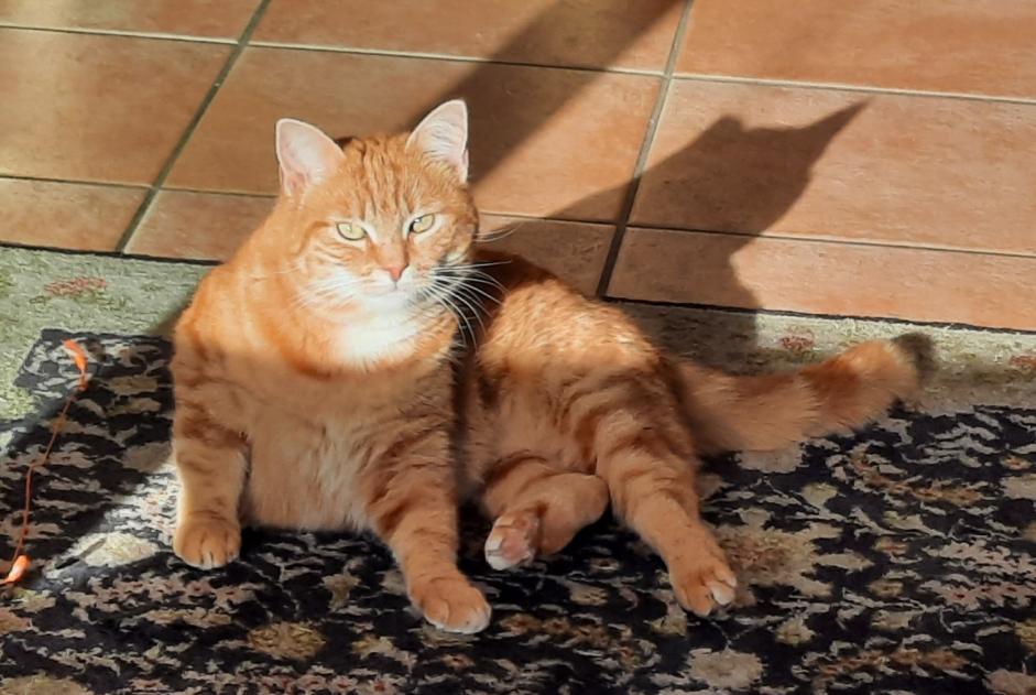 Avviso scomparsa Gatto  Femmina , 5 anni Chavornay Svizzera