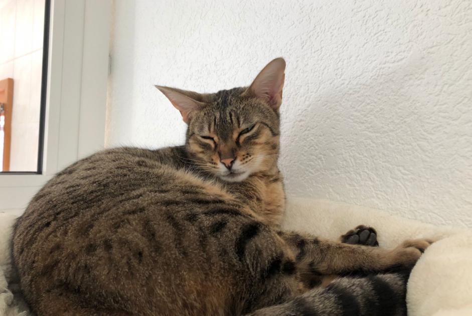 Avviso scomparsa Gatto  Femmina , 5 anni Veyrier Svizzera