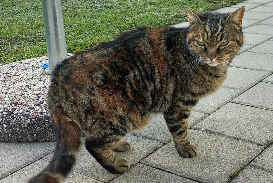 Avviso Ritrovamento Gatto incrocio di razze Femmina Romont Svizzera