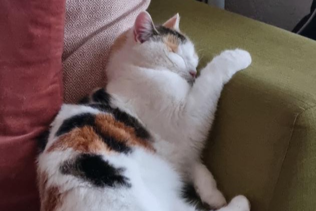 Avviso scomparsa Gatto Femmina , 4 anni Marly Svizzera