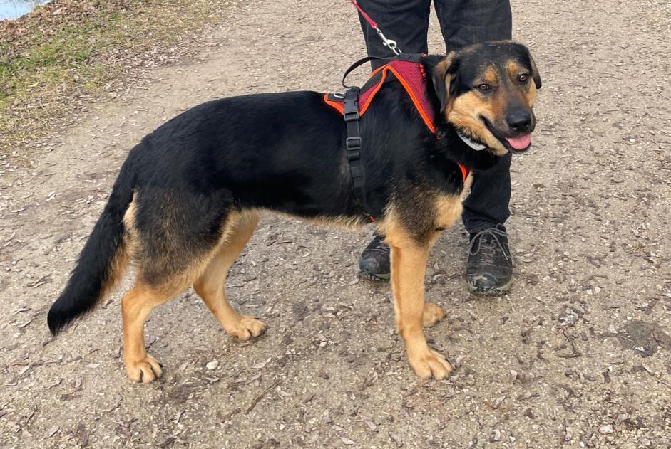 Avviso scomparsa Cane incrocio di razze Femmina , 4 anni Châtel-Saint-Denis Svizzera