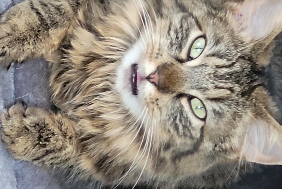 Avviso scomparsa Gatto incrocio di razze Femmina , 4 anni Corcelles-près-Payerne Svizzera