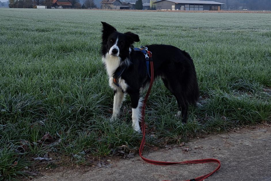 Avviso scomparsa Cane  Maschio , 3 anni Kirchdorf Svizzera