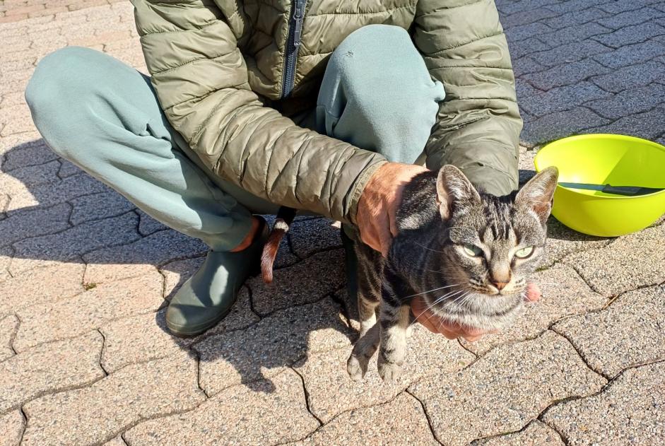 Ontdekkingsalarm Kat rassenvermenging Mannetje Riaz Zwitserland