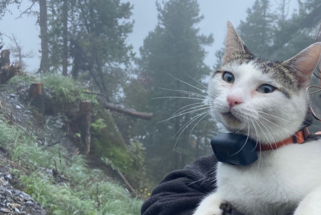 Verdwijningsalarm Kat Mannetje , 3 jaar Kandersteg Zwitserland