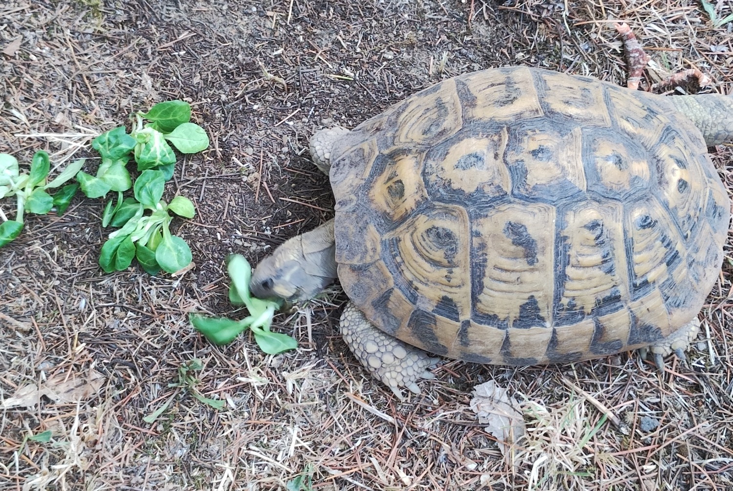 Verdwijningsalarm Schildpad Vrouwtje , 2024 jaar Parignargues Frankrijk