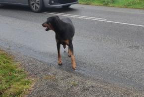 Ontdekkingsalarm Hond  Mannetje Lavau-sur-Loire Frankrijk