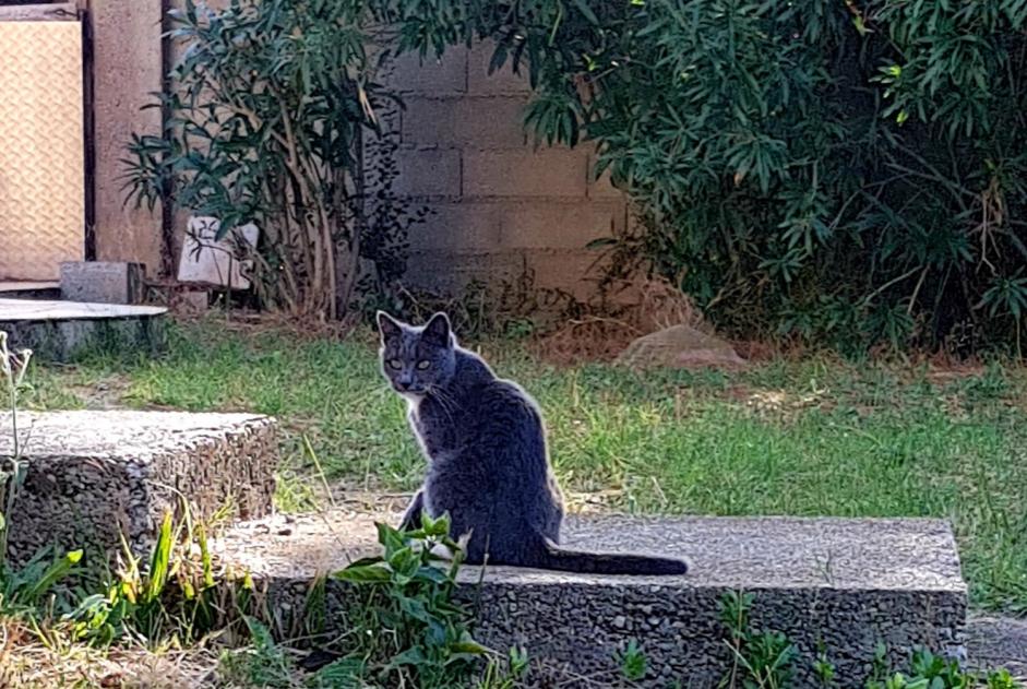 Verdwijningsalarm Kat  Vrouwtje , 7 jaar Auby Frankrijk