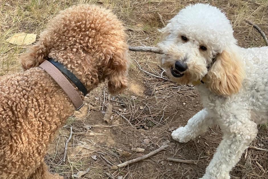 Verdwijningsalarm Hond  Mannetje , 2 jaar Veyrier Zwitserland