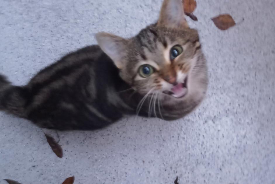 Ontdekkingsalarm Kat Mannetje , Tussen 1 en 3 maanden Fribourg Zwitserland