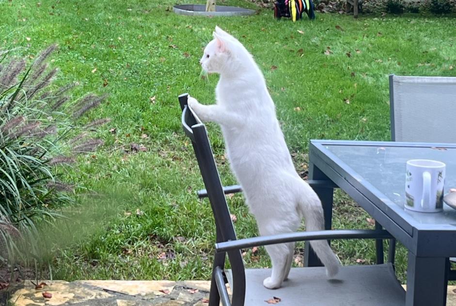 Verdwijningsalarm Kat rassenvermenging Mannetje , 0 jaar Frémainville Frankrijk