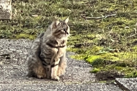 Ontdekkingsalarm Kat Onbekend , 2 jaar Genève Zwitserland