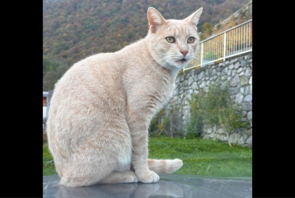 Verdwijningsalarm Kat Mannetje , 4 jaar Vouvry Zwitserland