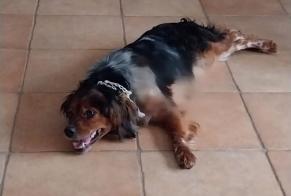 Alerta desaparecimento Cão  Fêmea , 5 anos Altura Portugal