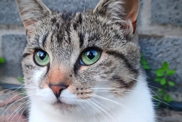 Alerta desaparecimento Gato Fêmea , 2 anos La Roche-en-Ardenne Belgium