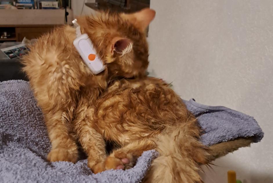 Alerta desaparecimento Gato Macho , 1 anos Val-de-Ruz Switzerland