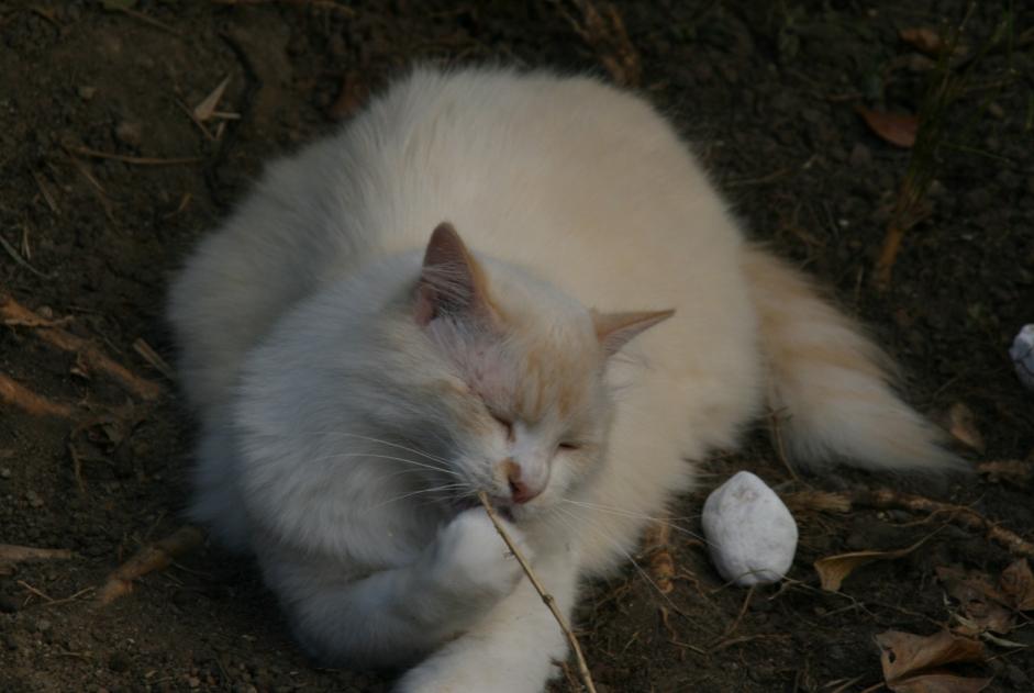 Alerta desaparecimento Gato  Macho , 7 anos Nantes France