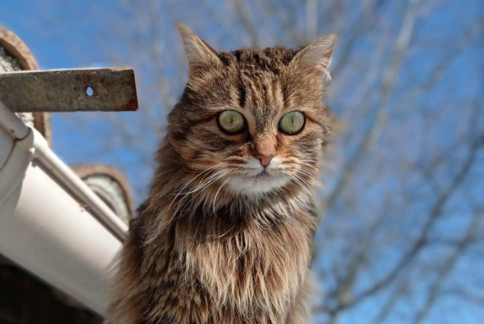 Alerta desaparecimento Gato Fêmea , 6 anos Agonès France