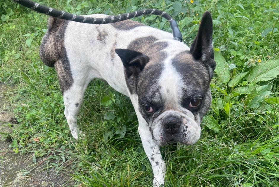 Alerta descoberta Cão  Macho Villeneuve-de-Rivière France