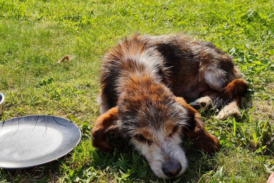 Alerta descoberta Cão cruzamento Macho Le Conquet France